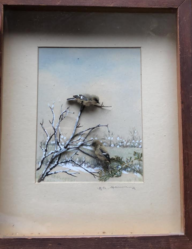 Great Grey Shrike.square